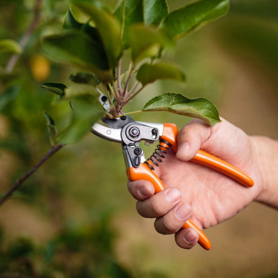 Tree pruning with orange-color cutter