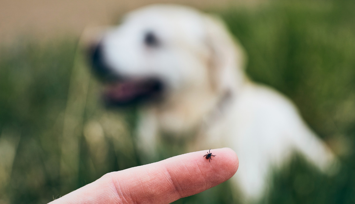 tick control connecticut