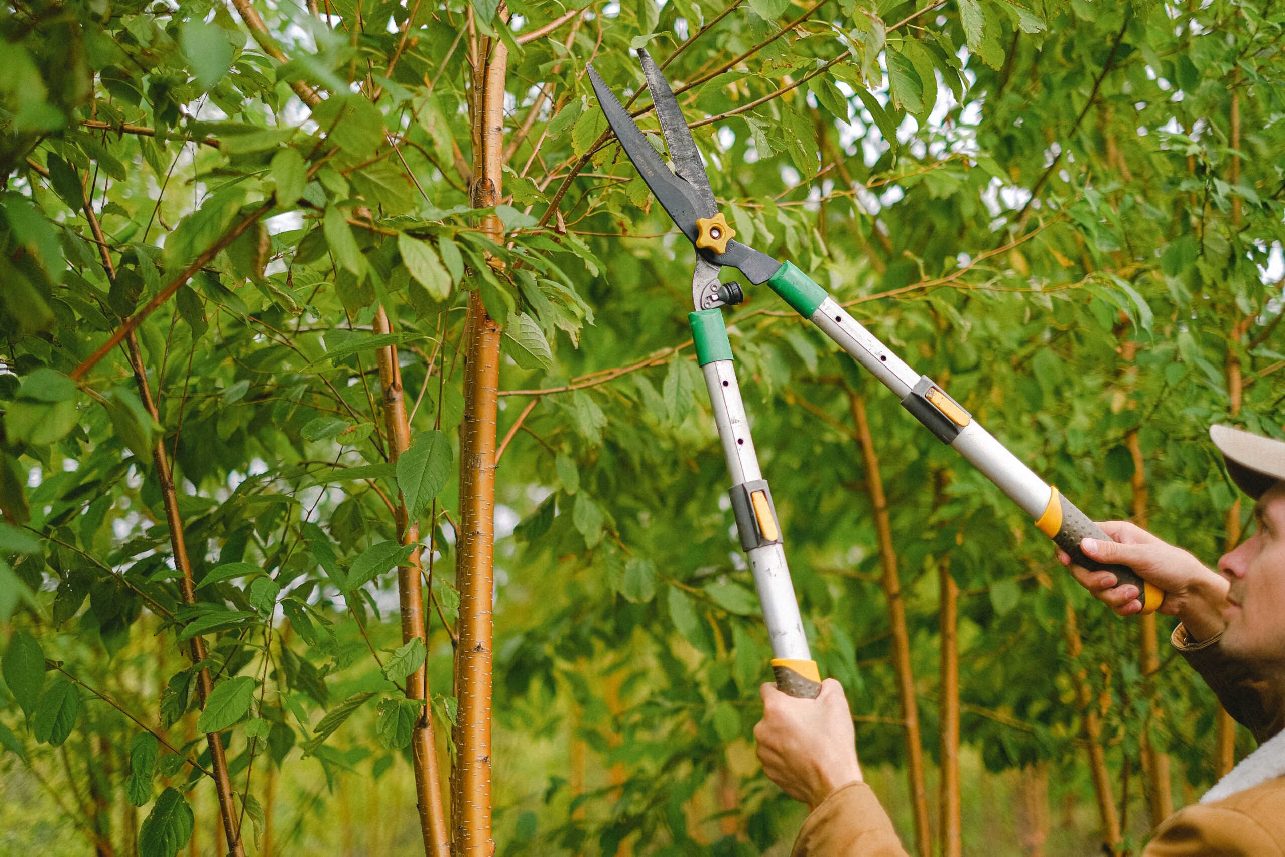 tree pruning in new haven county