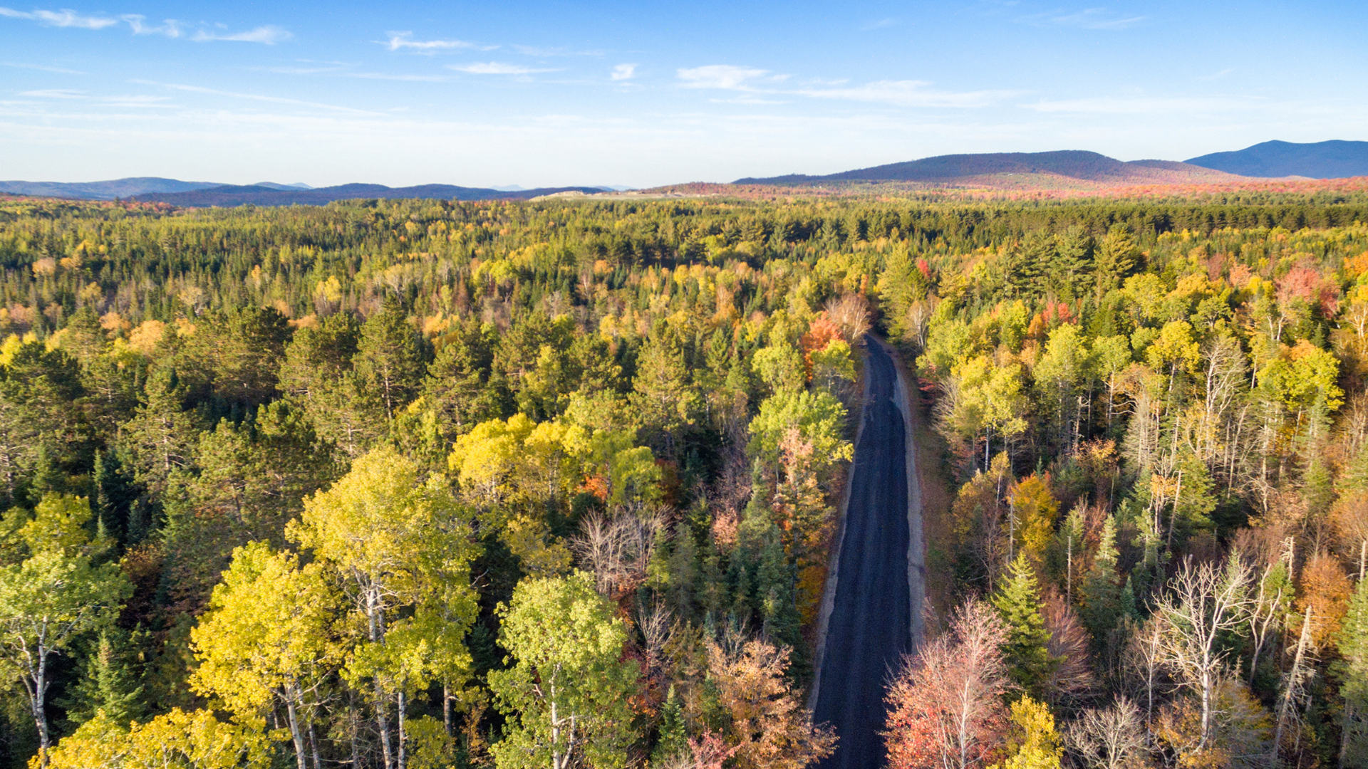 affordable tree care in New Haven